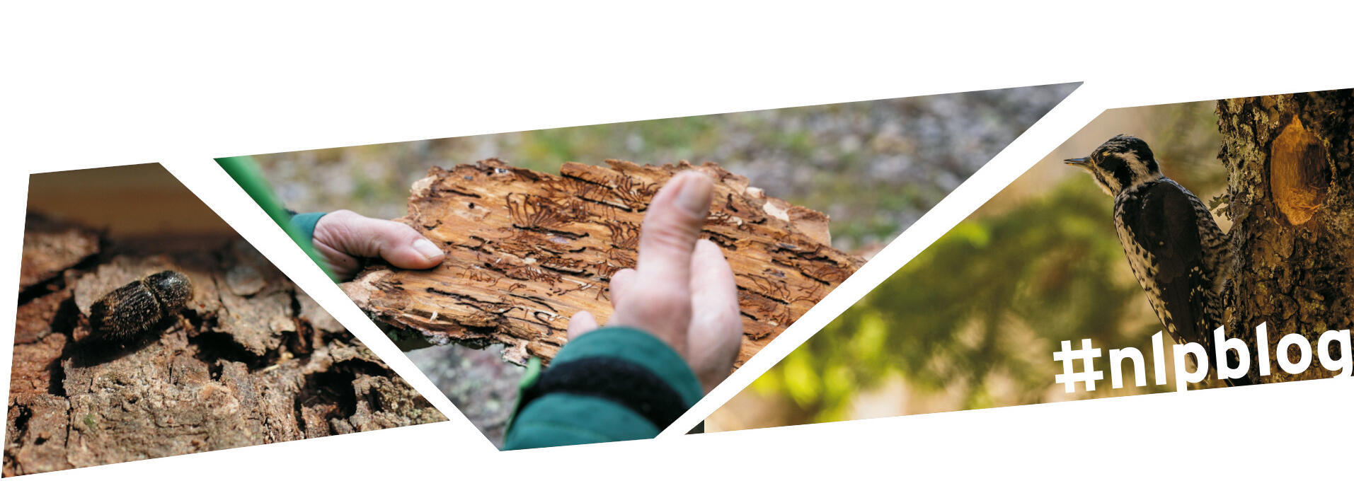 Kollage aus drei Bildern: Borkenkäfer, Rinde mit Fraßbild, Dreizehenspecht