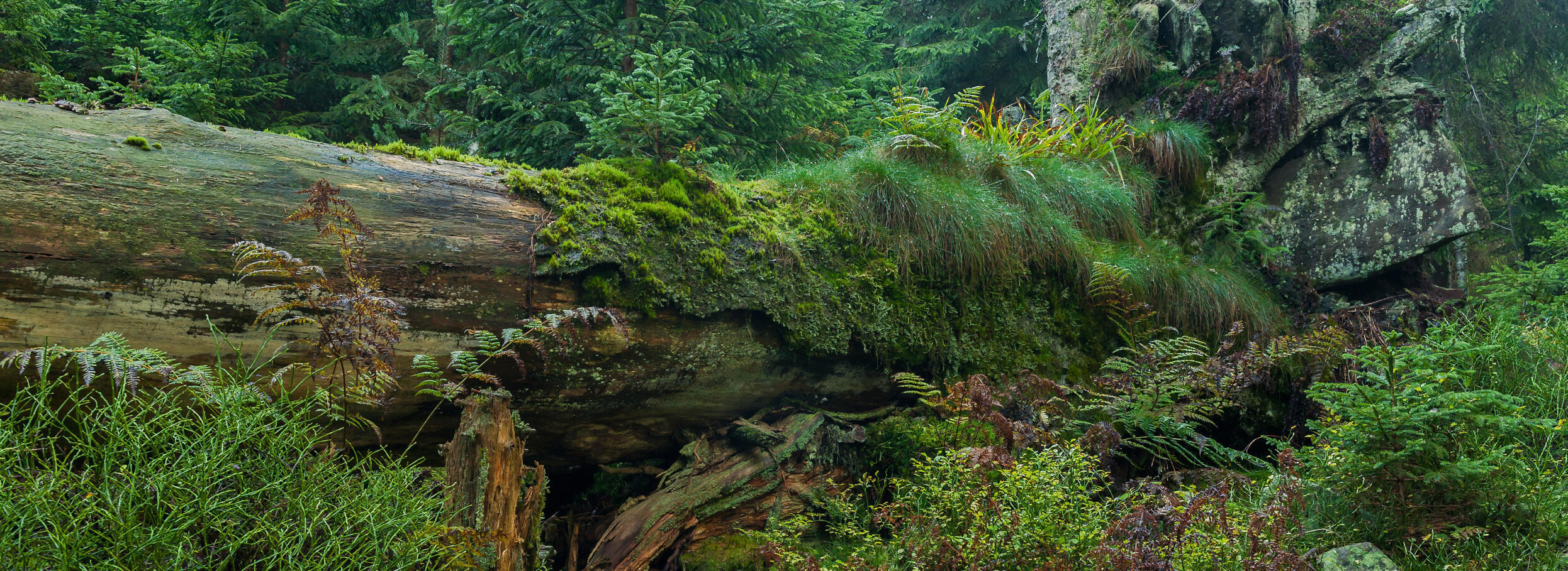 Ein liegender Baumstamm im Wald, mit vielen Moosen, Flechten und Pilzen bewachsen. Foto: Luis Scheuermann