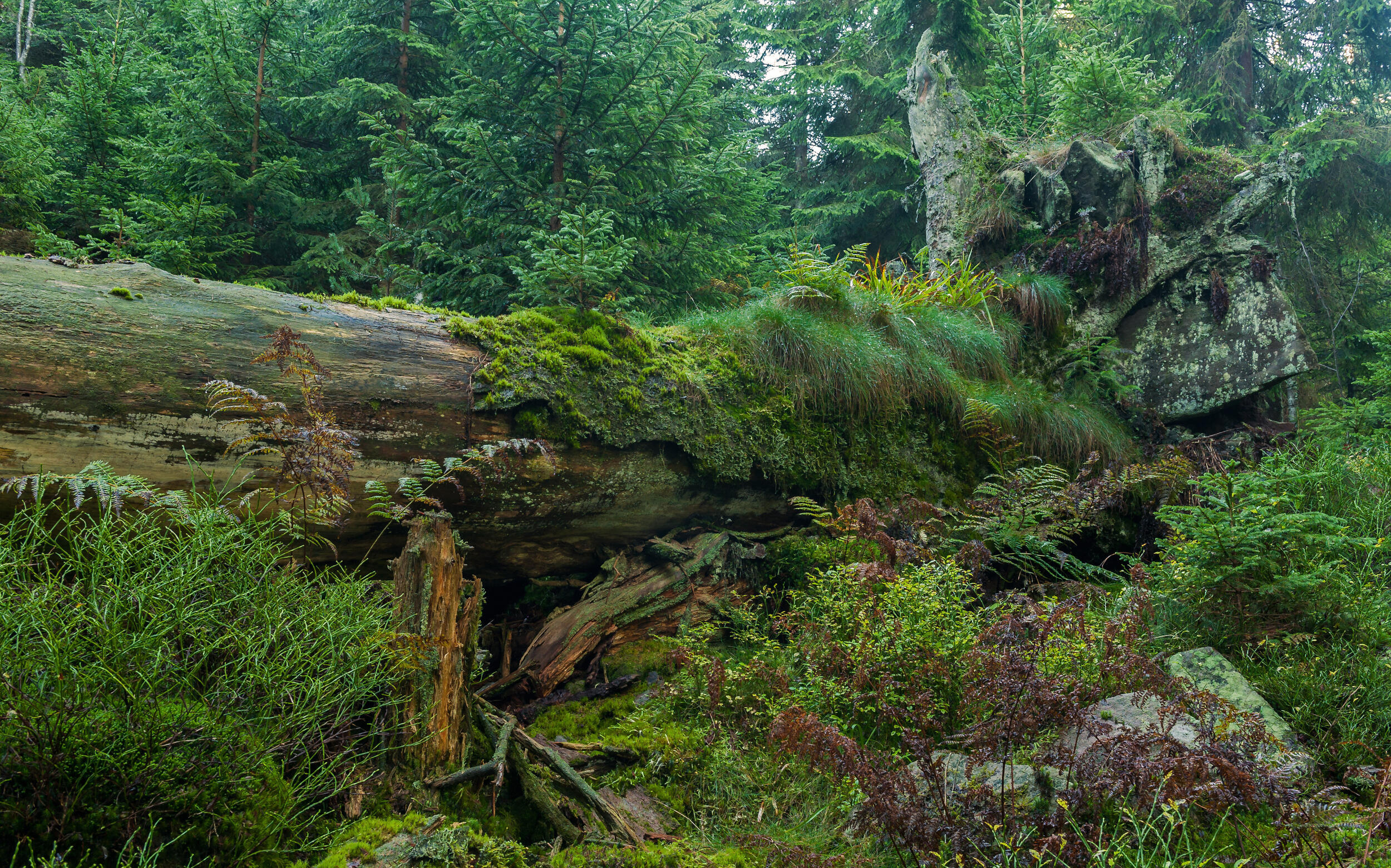 Wunsch nach noch mehr Wildnis