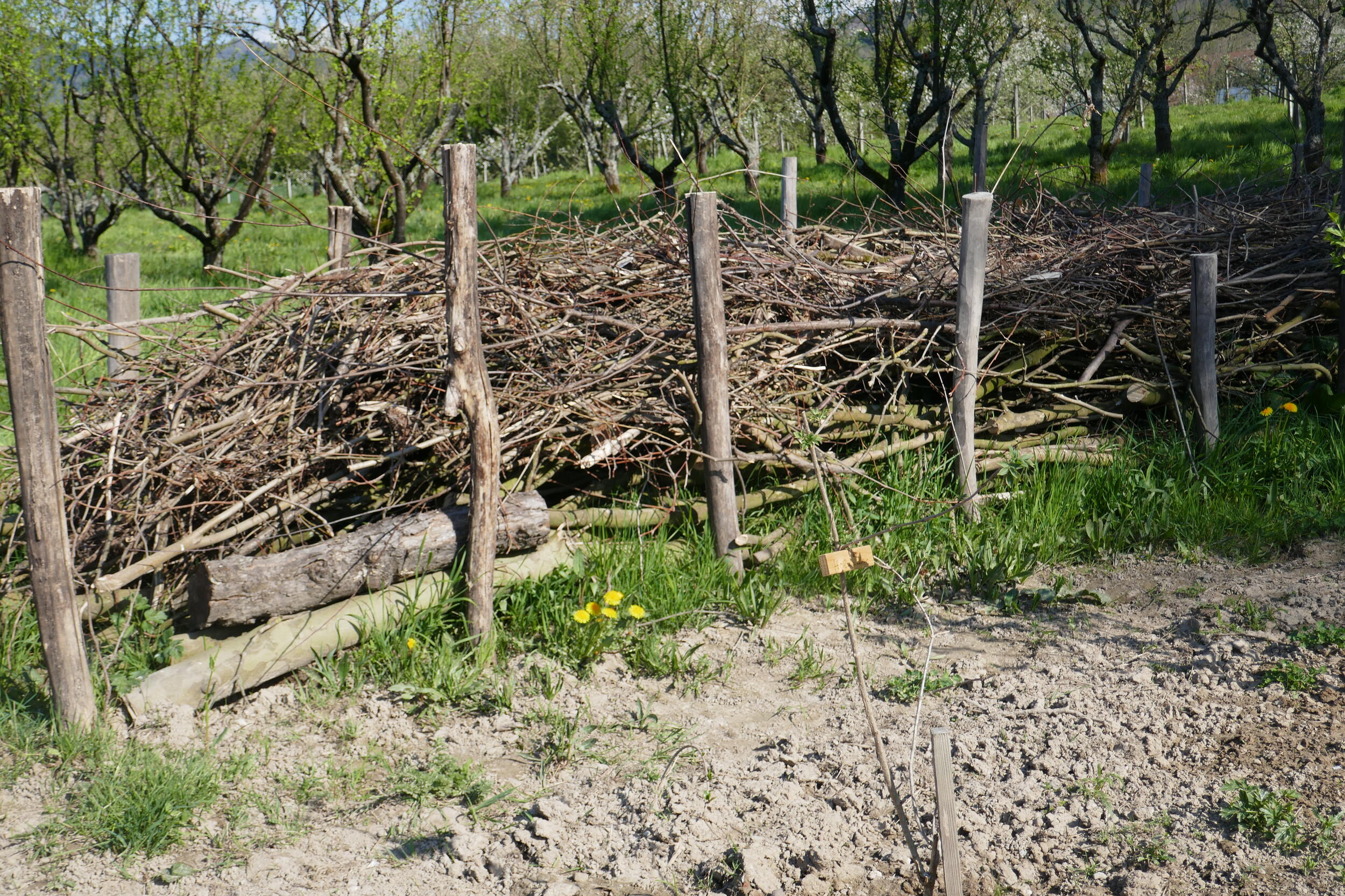 Ein Zaun aus Ästen und Zweigen, eingefasst mit Holzpfählen © Angelika Sellig (Nationalpark Schwarzwald) Ein Zaun aus Ästen und Zweigen, eingefasst mit Holzpfählen © Angelika Sellig (Nationalpark Schwarzwald)