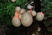 Lycogala epidendron