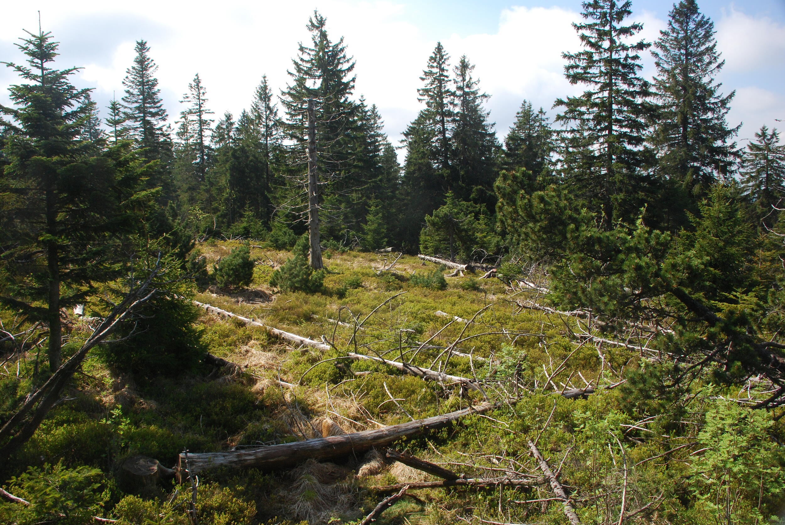 Eine halb offene Landschaft mit wilderen Strukturen am Boden im Vordergrund und höheren Nadelbäumen im Hintergrund. Foto: Charly Ebel (Nationalpark Schwarzwald)