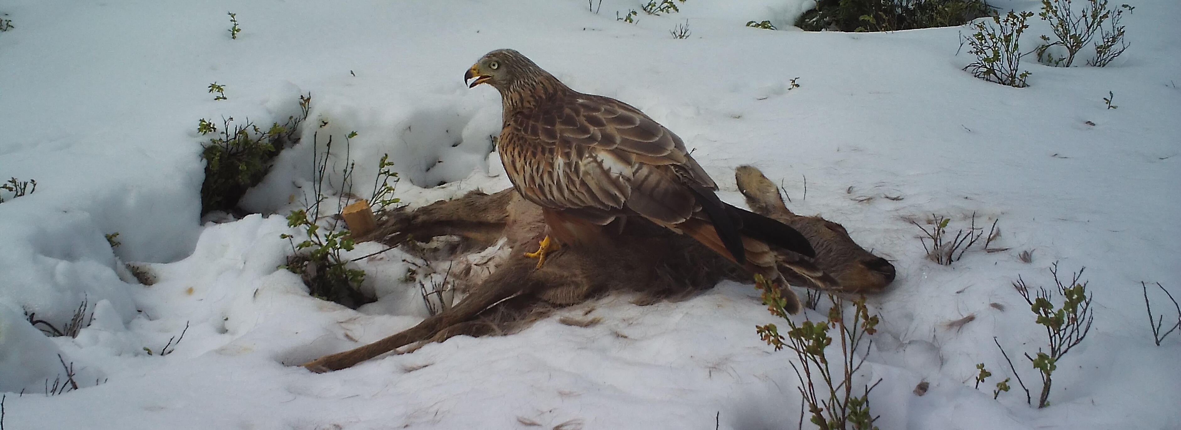 Ein Rotmilan sitzt an einem Rehkadaver in einer verschneiten Landschaft. Foto: Raffael Kratzer (Nationalpark Schwarzwald)