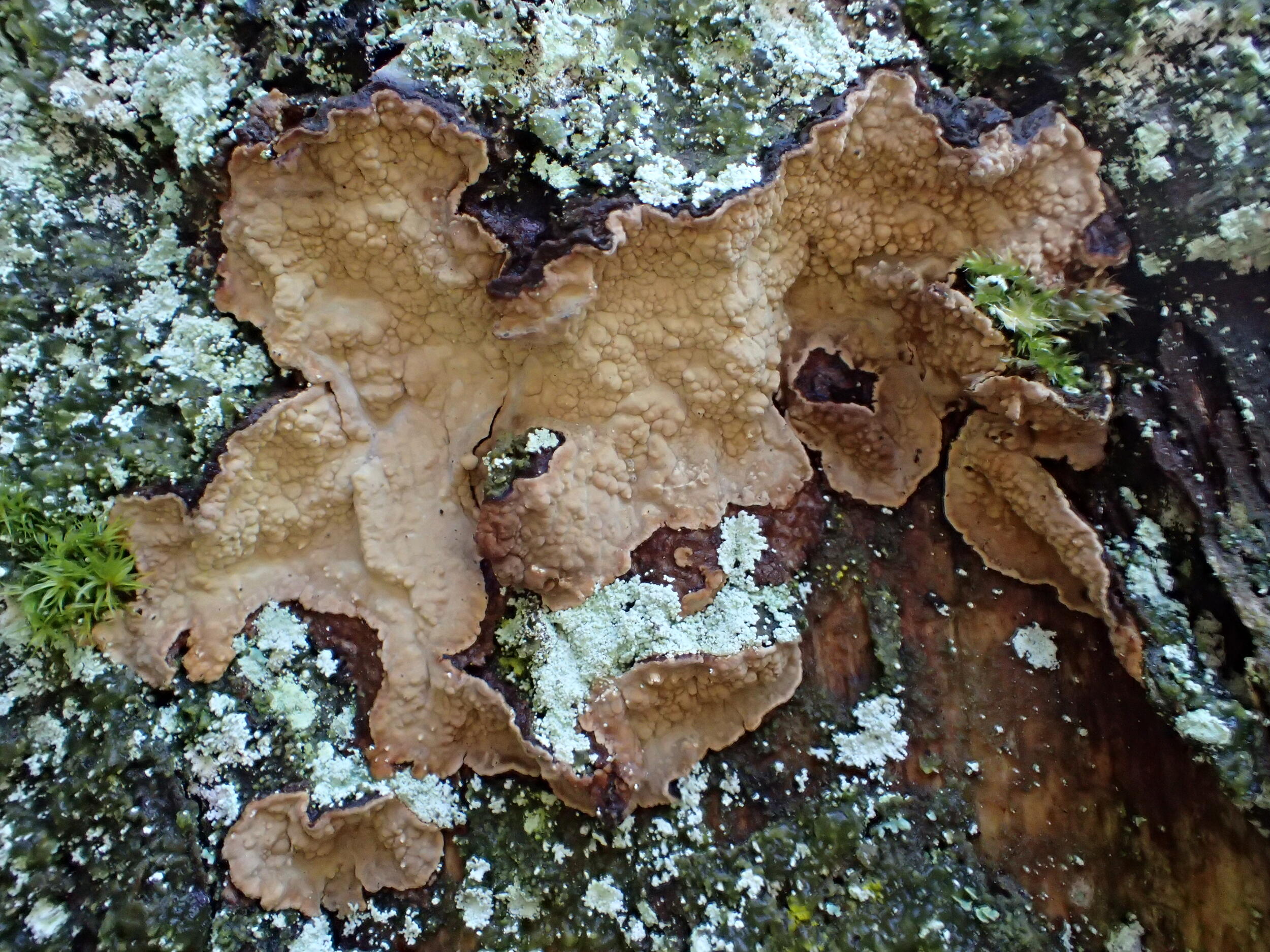 Wohlriechender Schichtpilz (Cystostereum murrayi) an abgestorbenem Nadelbaum © Flavius Popa