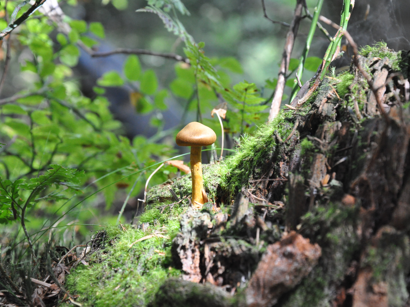 Pilz wächst aus Baumstamm hervor © Nina Blazon