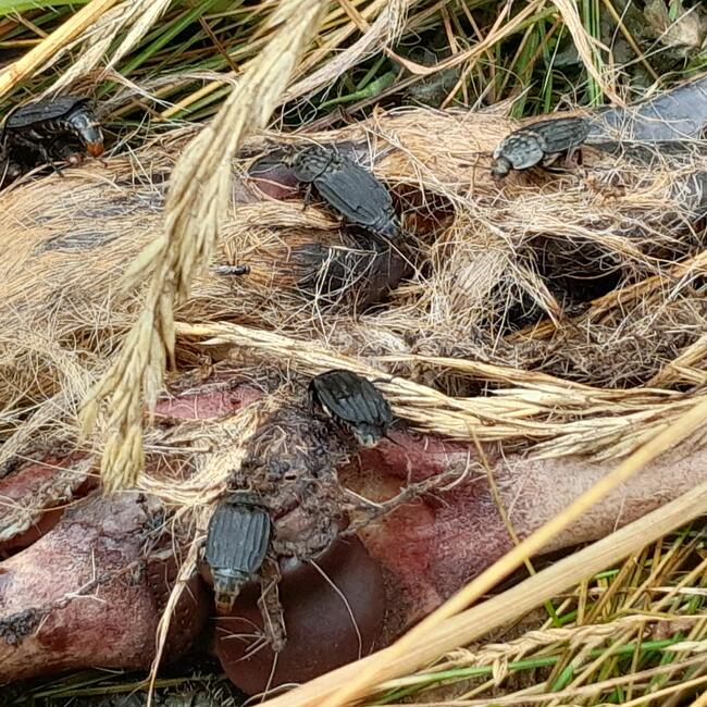 Käfer mit trockenem Gras auf einem toten Tier. Foto: Jörn Buse (Nationalpark Schwarzwald)
