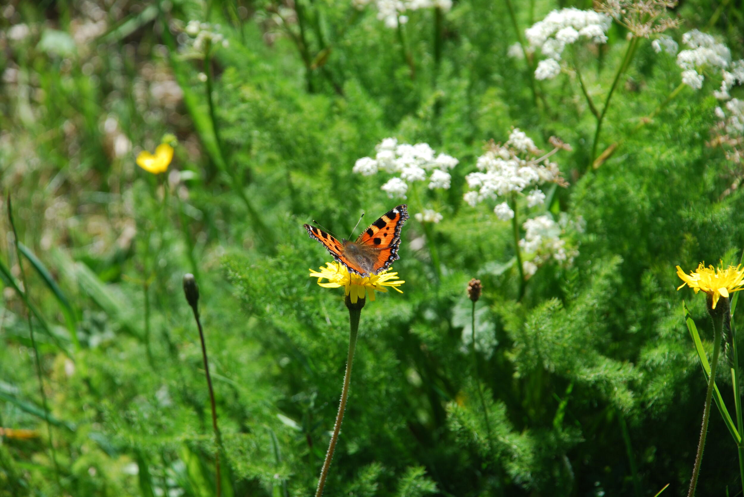 Schmetterling sitzt auf einer Blüte