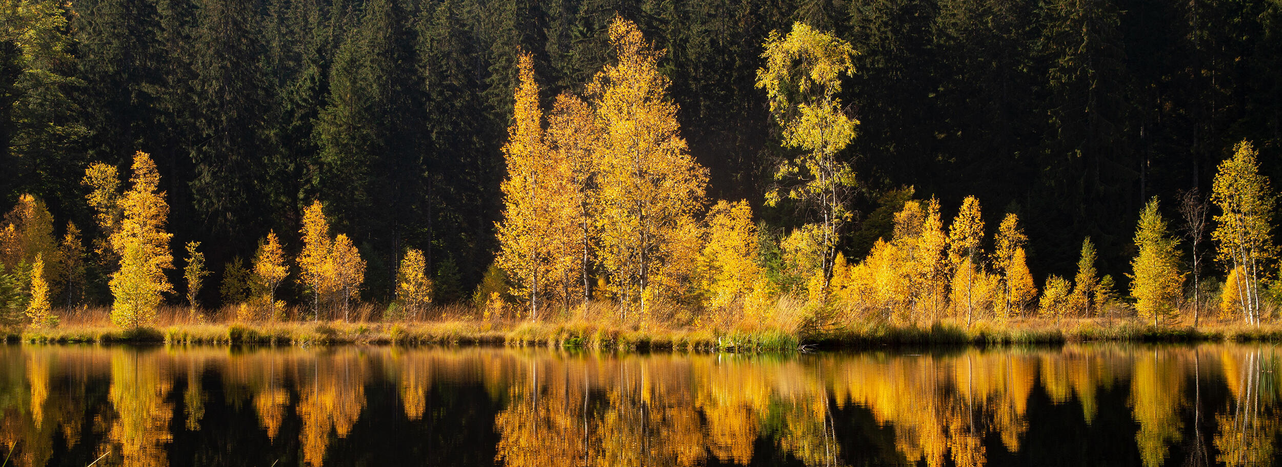 Aufname vom Buhlbachsee - Foto: Daniel Mueller (Nationalpark Schwarzwald)