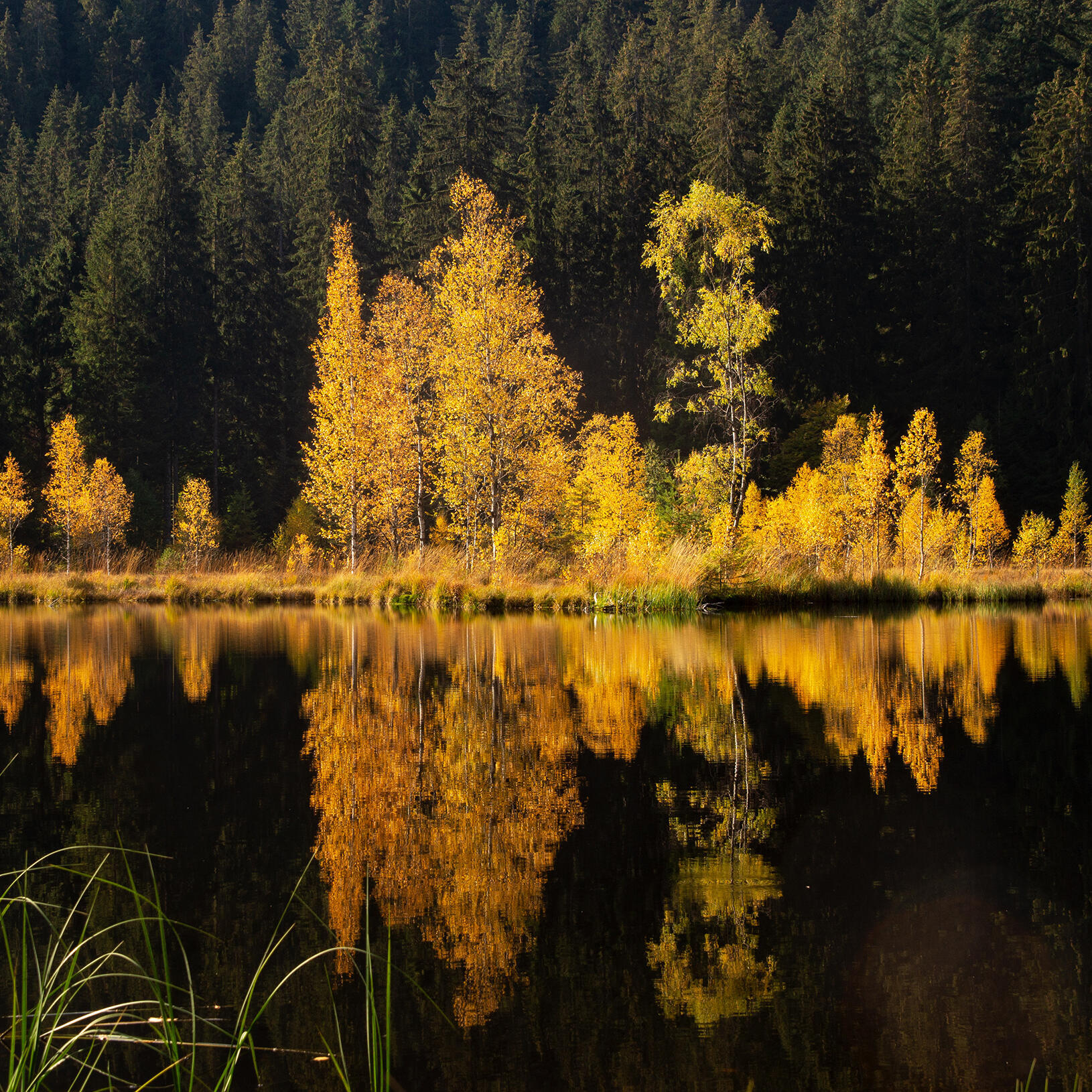 Aufname vom Buhlbachsee - Foto: Daniel Mueller (Nationalpark Schwarzwald)