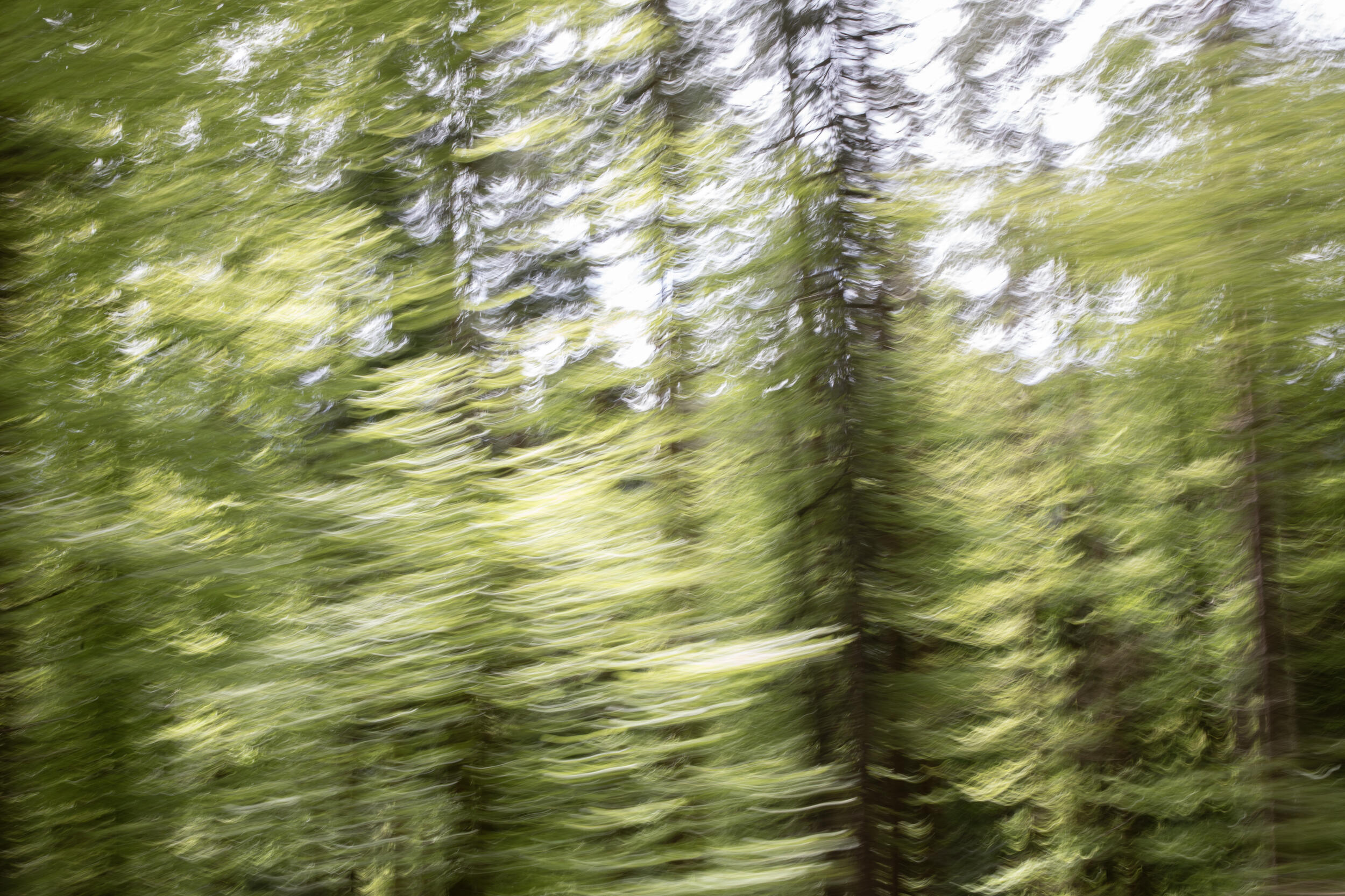 Verwackelte Fotografie von einem Wald
