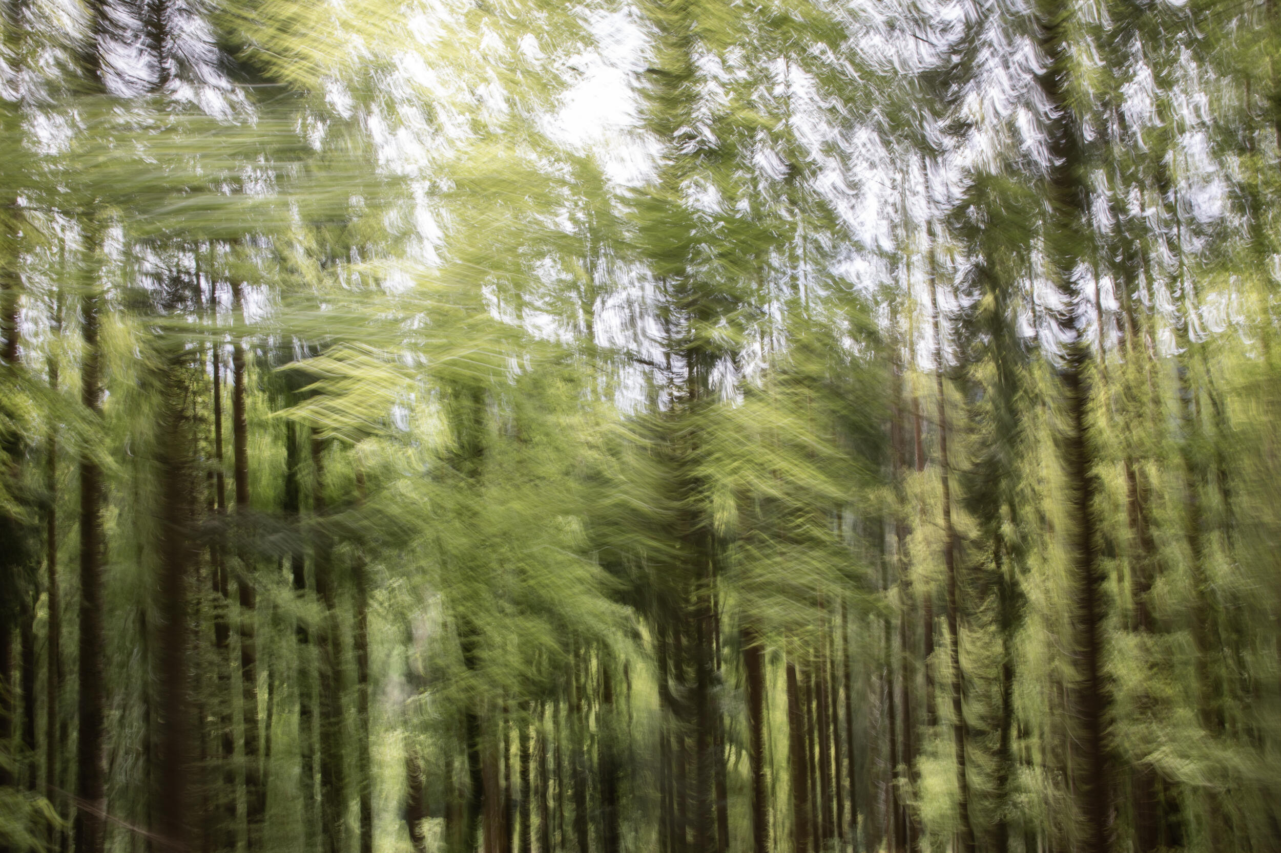 Verwackelte Fotografie von einem Wald