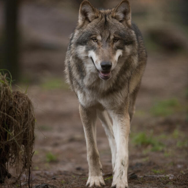 Ein Wolf steht auf einem Weg und schaut in die Kamera. Foto: Dietmar Nill