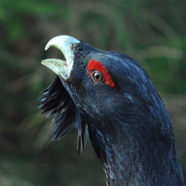 Auerhahn ©  Walter Finkbeiner