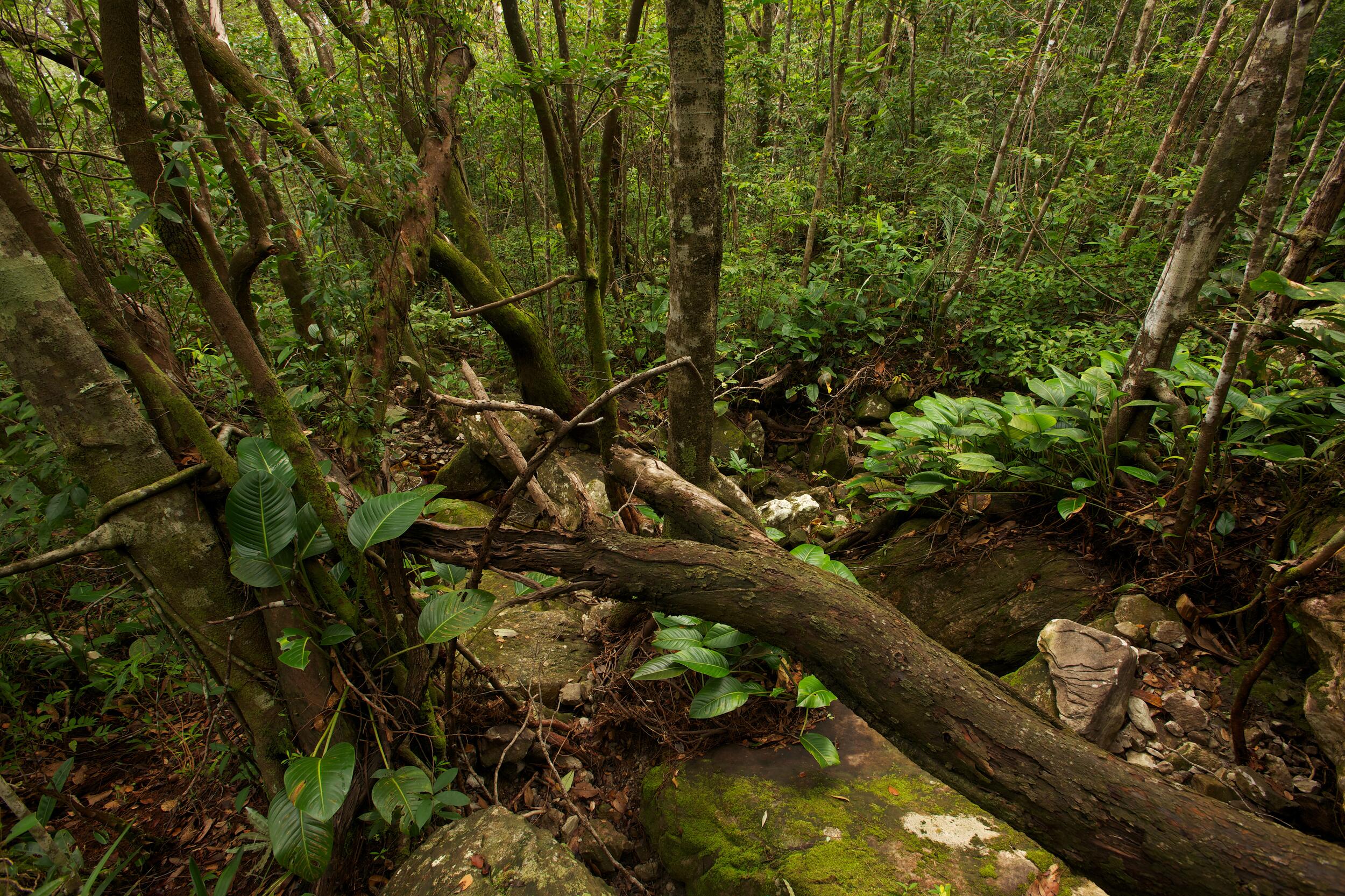 Mitten im tropischen Regenwald © Markus Mauthe