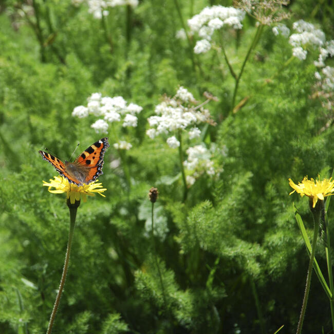 Ein Schmetterling sitzt auf eine Blume