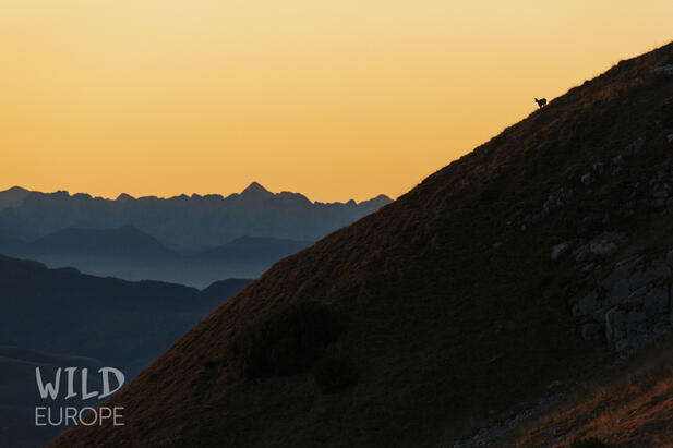 Im Vordergrund die Schattenansicht eines Bergrückens mit einer kleinen Gämse rechts im Bild; dahinter weitere Berge im goldenen Abendlicht im Nationalpark Durmitor. © blackforestcollective.com