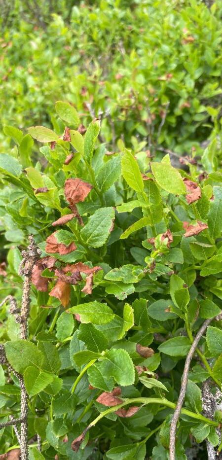Nahaufnahme von Laubblättern mit Spätfrostschäden an Heidelbeerstrauch.