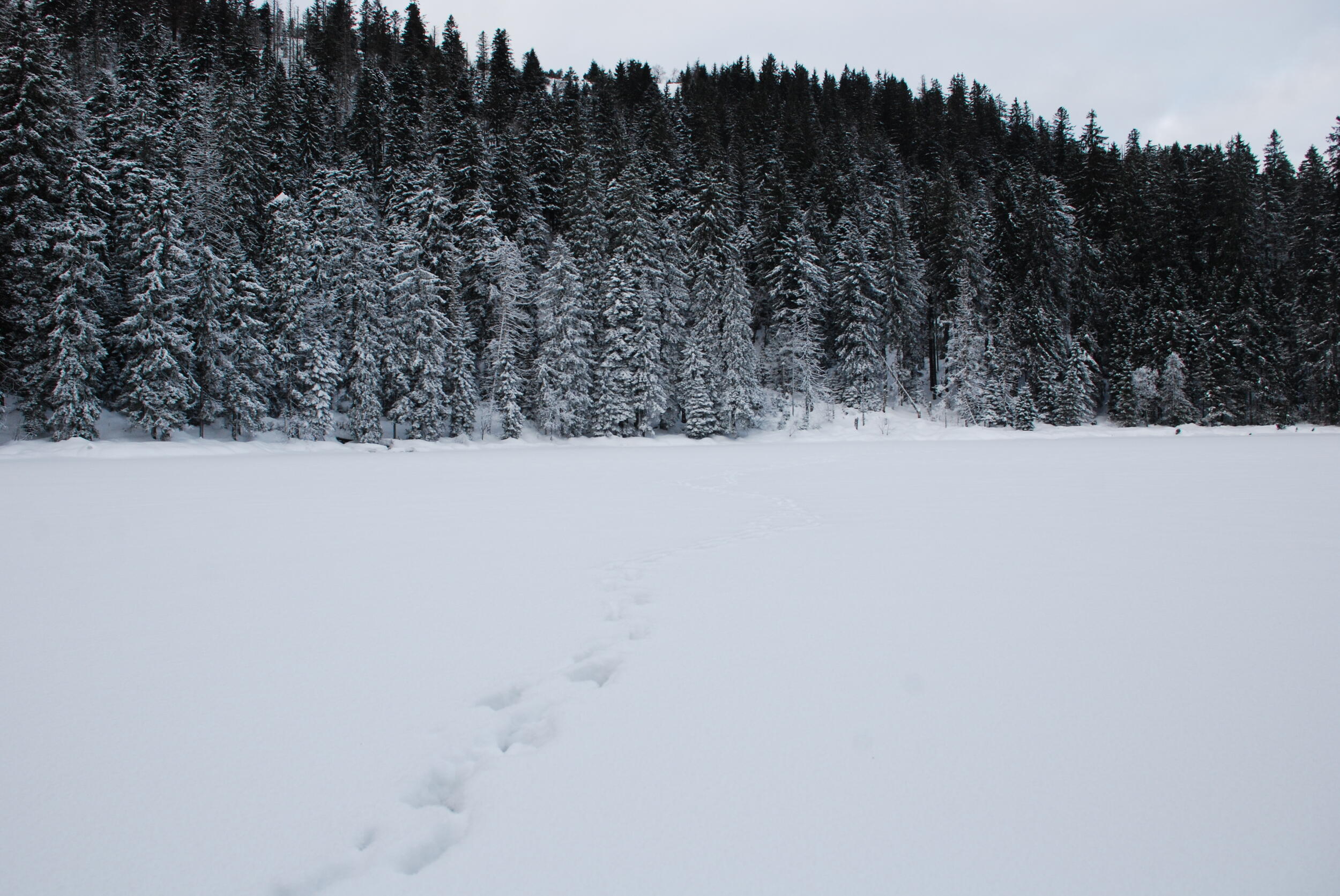 Die Fährte eine Rothirsches im Schnee © Charly Ebel (Nationalpark Schwarzwald)