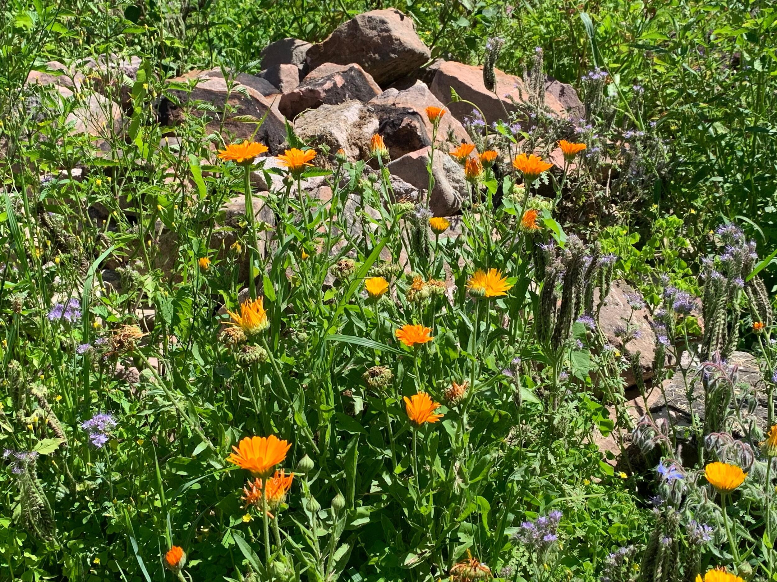 Steinhaufen mit Kräutern (u.a.Ringelblume, Phacelia, Borretsch)