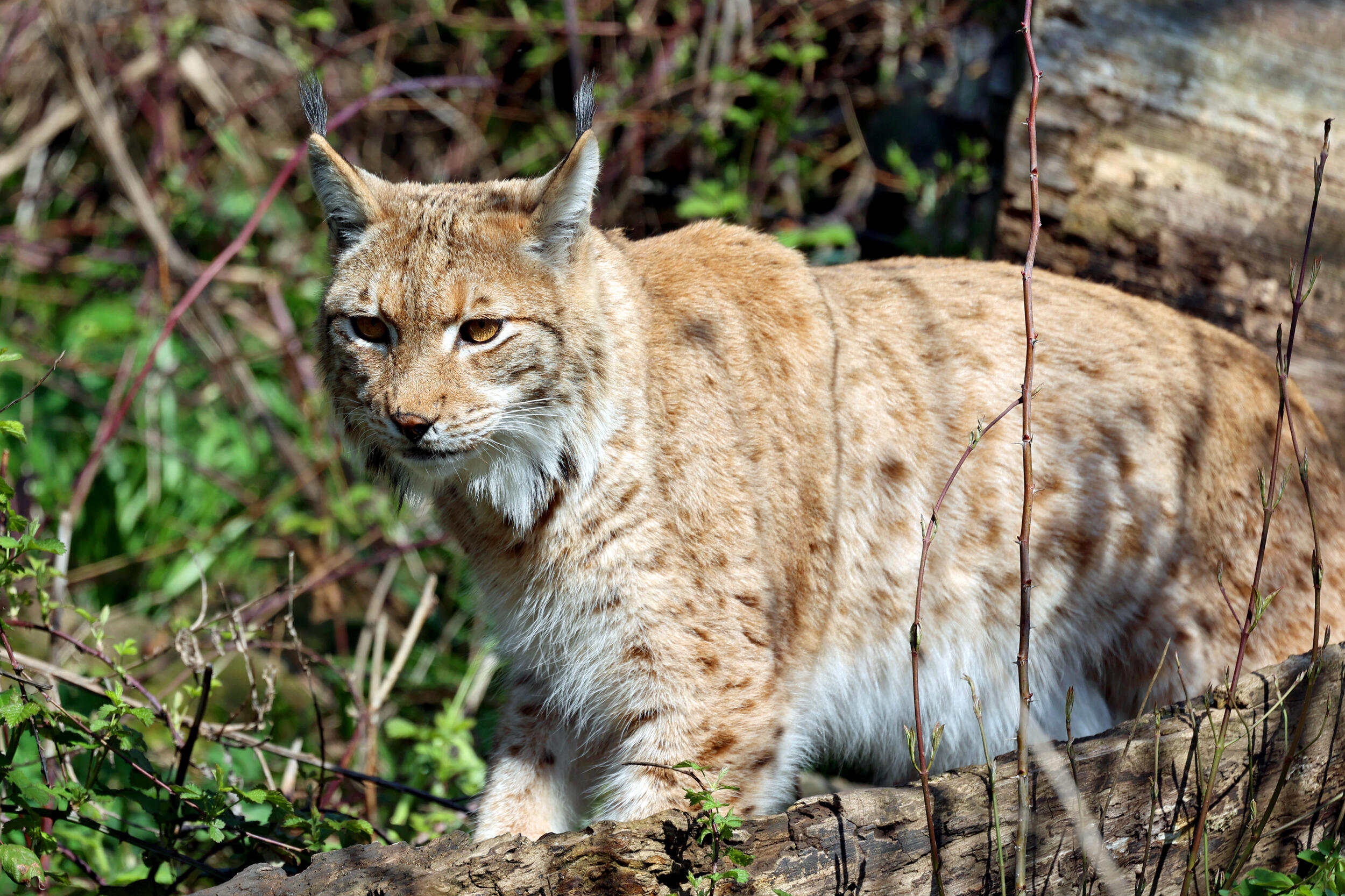 Luchs im Karlsruher Zoo © Zoo Karlsruhe Luchs