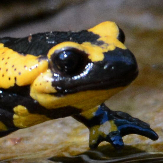 Feuersalamander © Walter Finkbeiner Feuersalamander © Walter Finkbeiner
