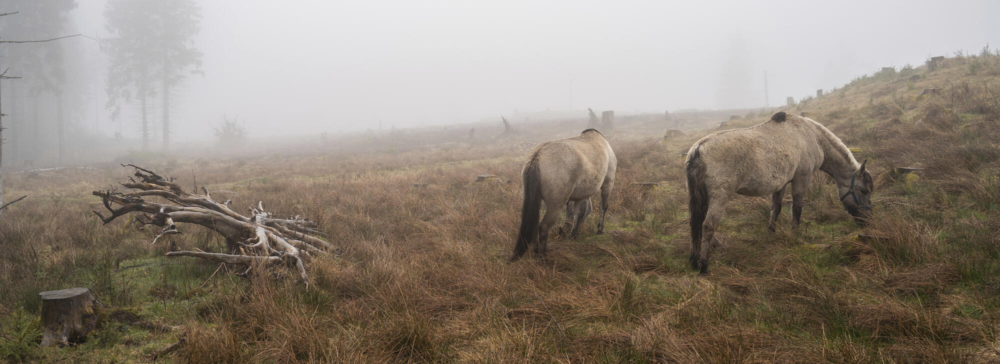 Im herbstlichen Nebel stehen zwei Konikpferde auf einer Weide.