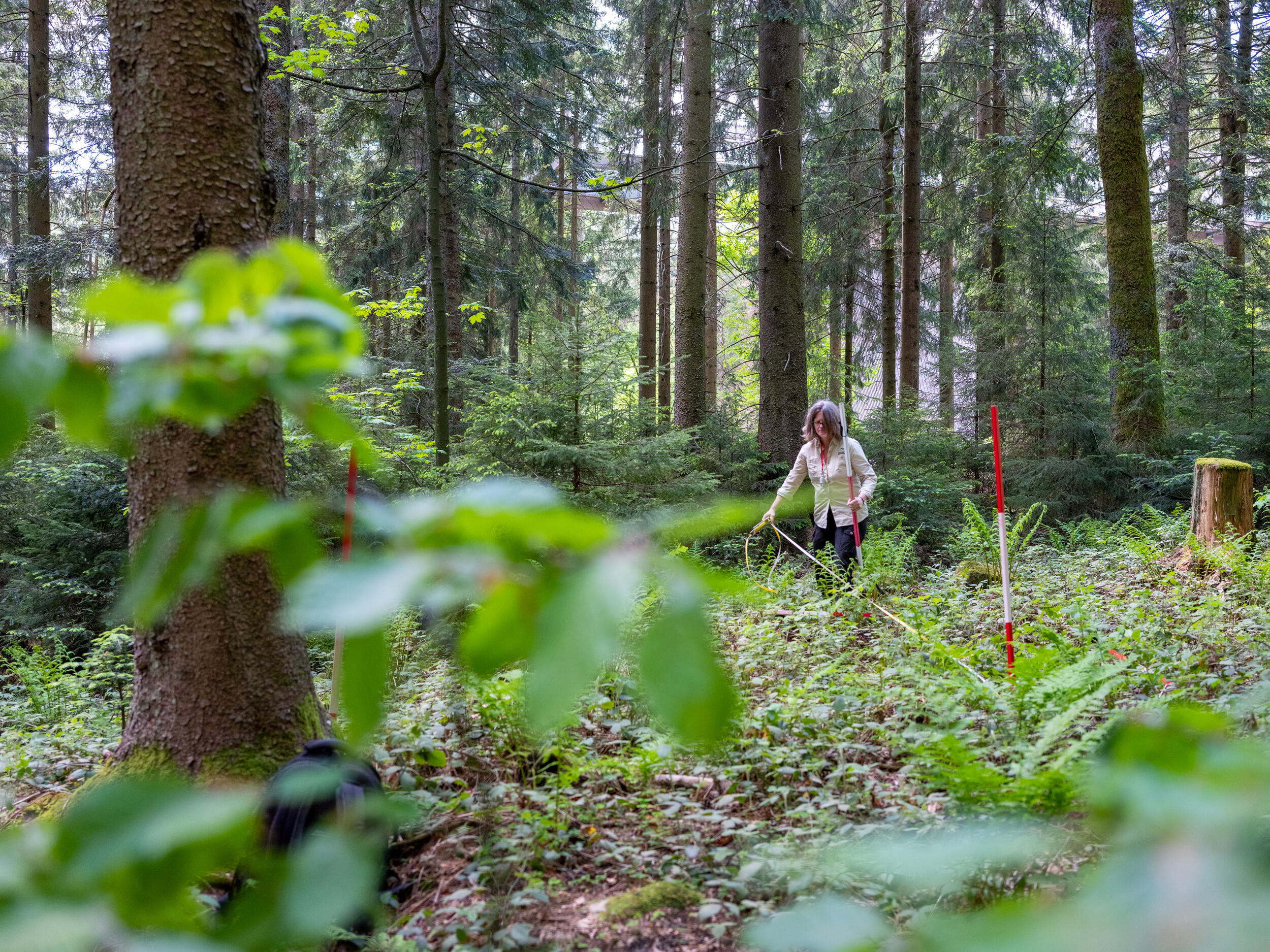 Vermessen wird mit Fluchtstab und Maßband © Andreas Forch Eine Frau bei Forschungsarbeiten im Wald
