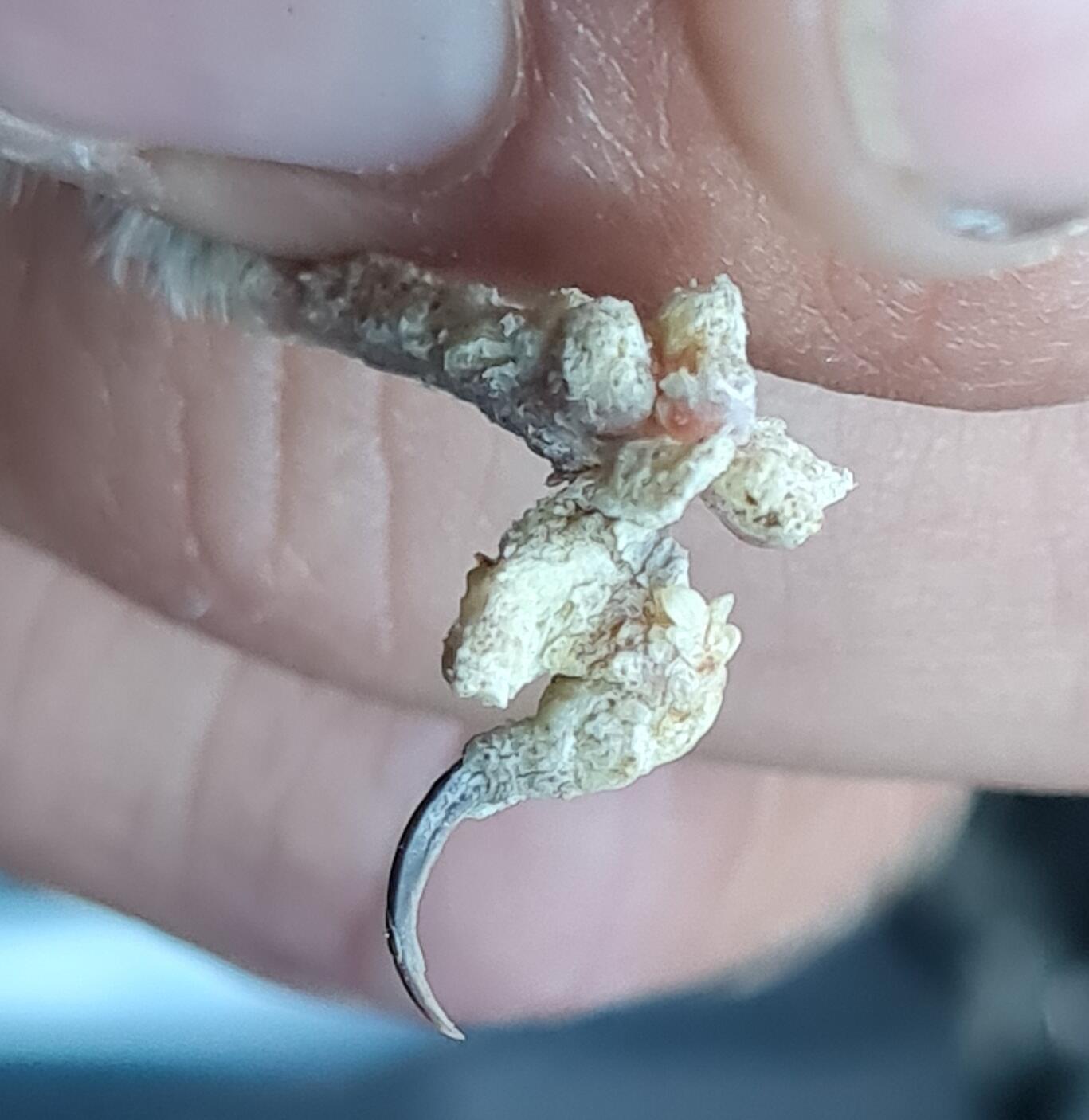 Zitronenzeisig mit Kalkbeinräude in fortgeschrittenem Krankheitsstadium. Foto: Rene Apel