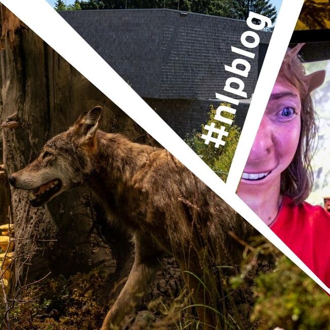 Collage aus frei Bildern: Wolf, Gebäude, Frau mit einer Hirsch-Maske am Gesicht. Foto: Andreas Forch