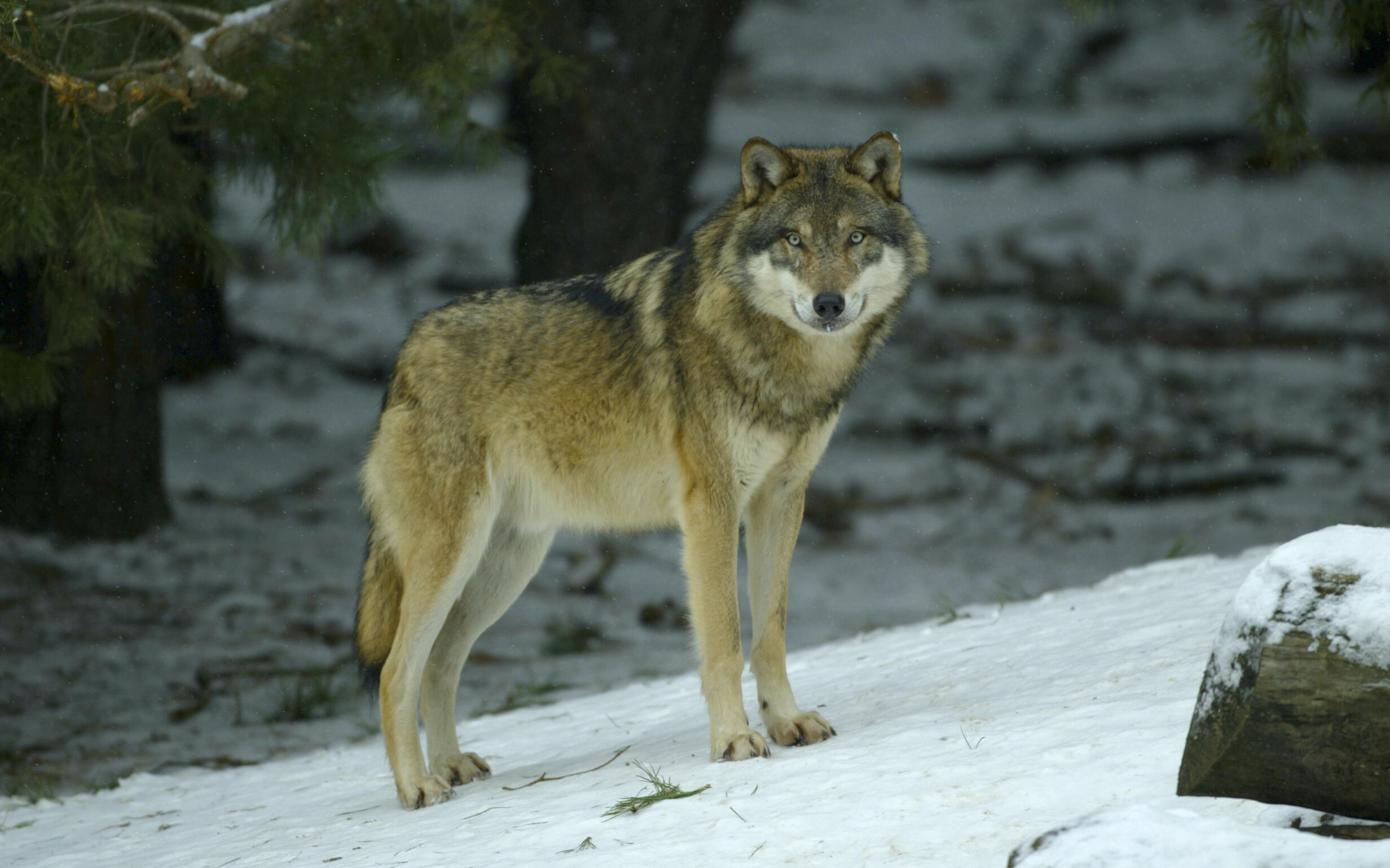 Wolf beschäftigt Behörden weiter