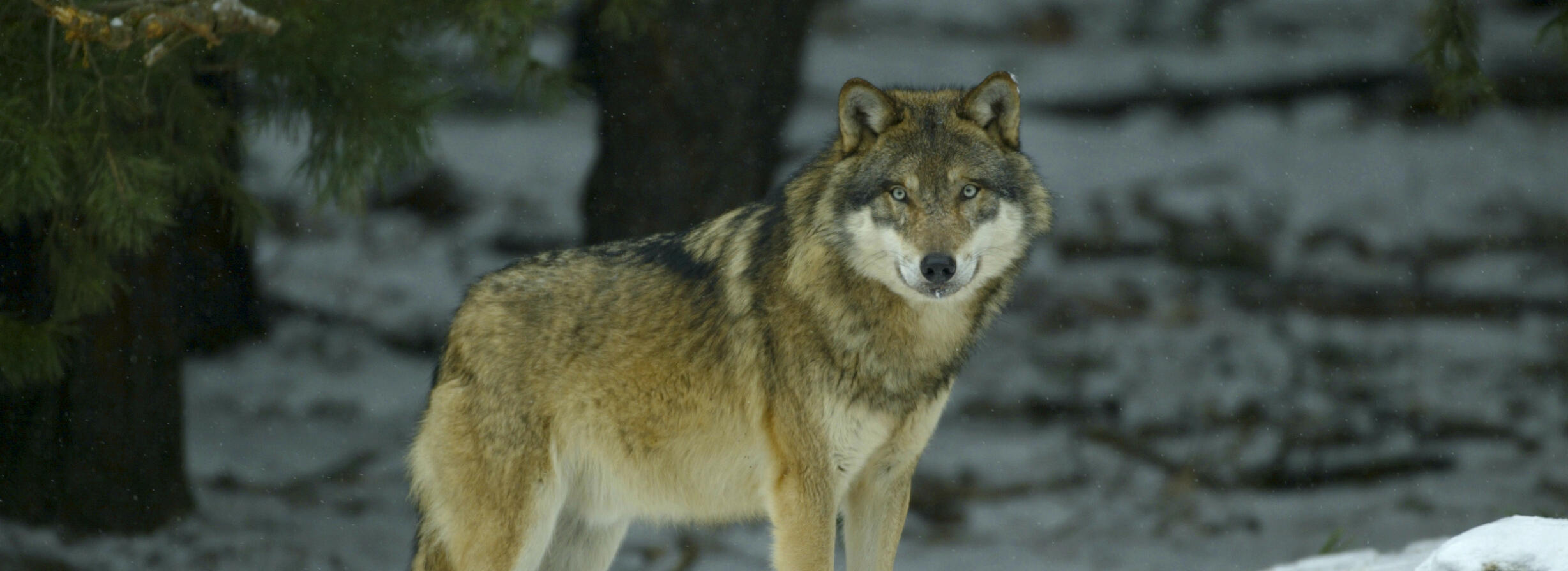 Ein Wolf steht auf einer Schneefläche und schaut in die Kamera. Foto: Dietmar Nill