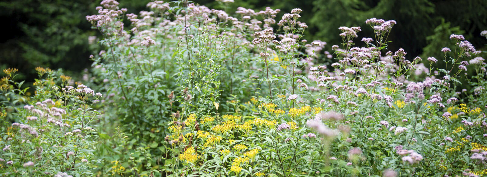 Wilde Blüten   ©Dietmar Denger