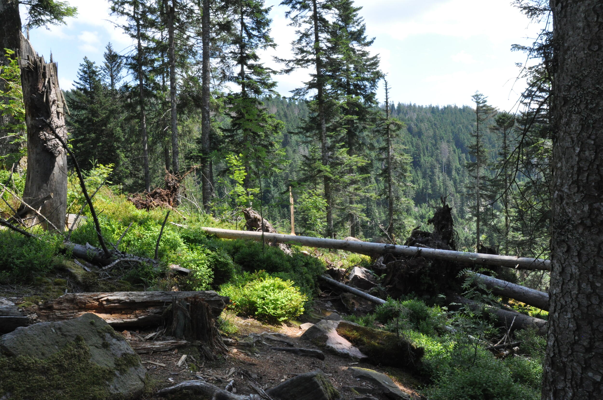 Ein Landschaftsbild. Im Vordergrund sieht man viele Bäume, auch umgefallene Bäume und Totholz. Im Hintergrund ist ein dichter Wald. Foto: Nina Blazon