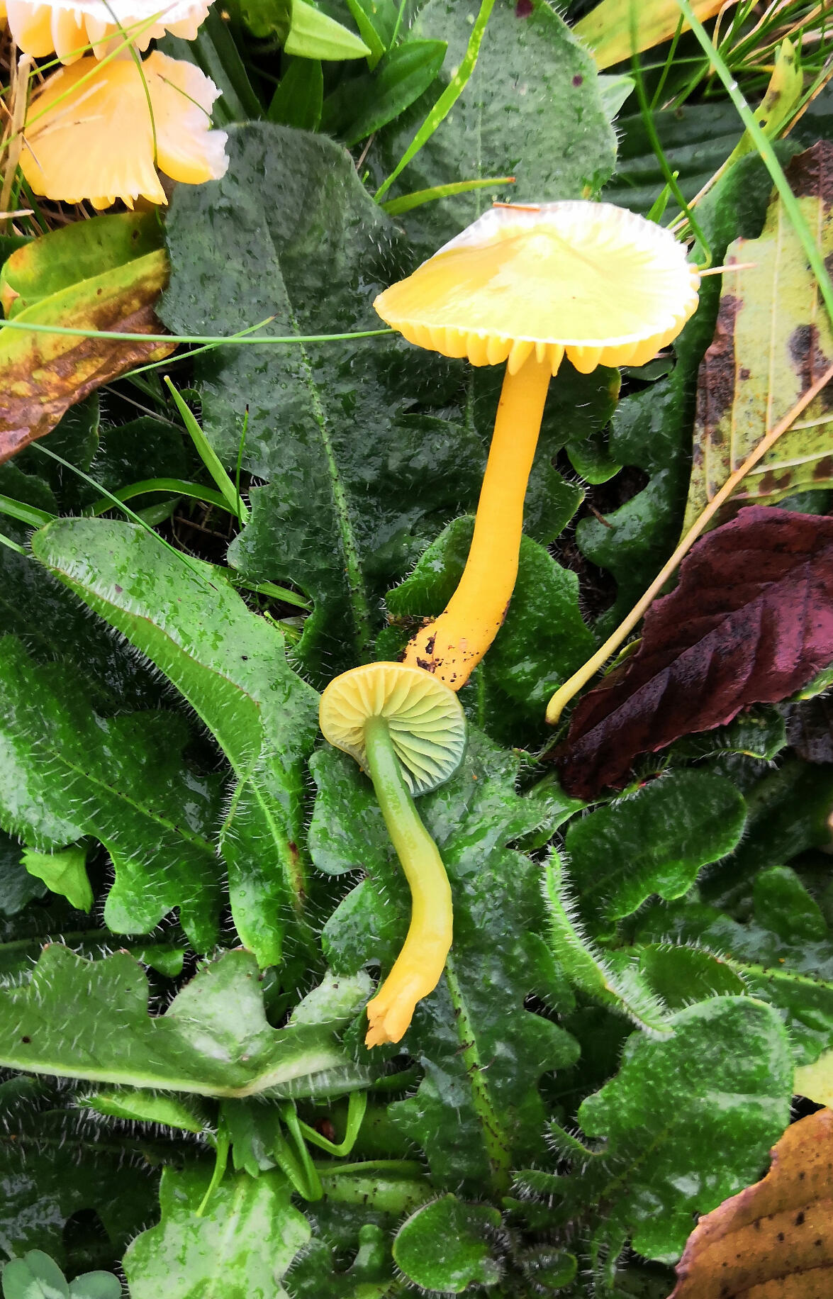 Seitliche Nahaufnahme des leuchtendgelben Fruchtkörpers des Papageien Saftlings vor dunkelgrünem Laubhintergrund.