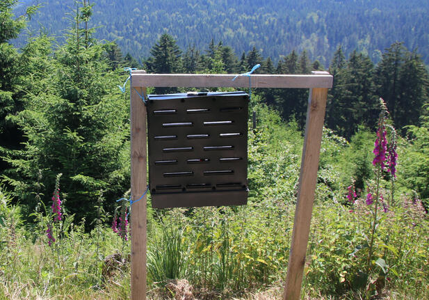 In einer Waldlandschaft mit blauem Himmel steht am Wegrand ein Holzgerüst. In diesem Gerüst hängt ein flacher, schwarzer Kasten mit zahlreichen Schlitzen.