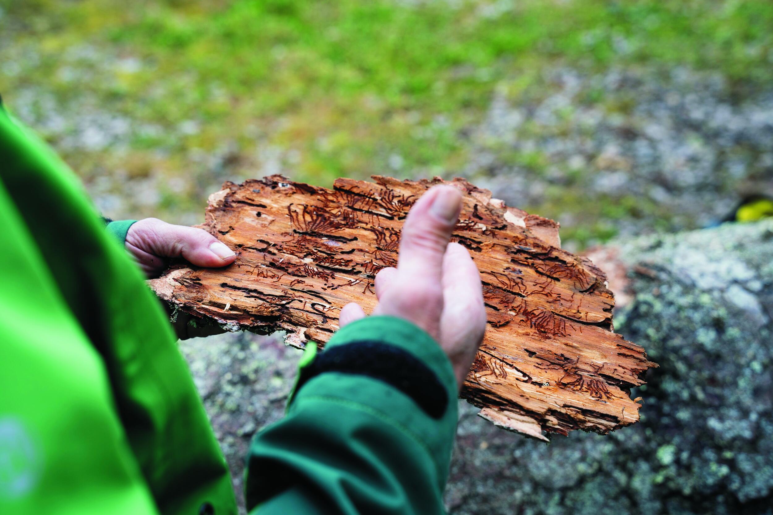 Eine Hand zeigt auf eine Rinde. Unter der Rinde sieht man die Fraßspur des Borkenkäfers.