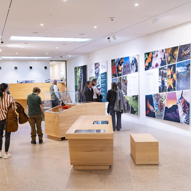 Menschen bewegen sich in einer Ausstellung mit großen Bildern an der Wand