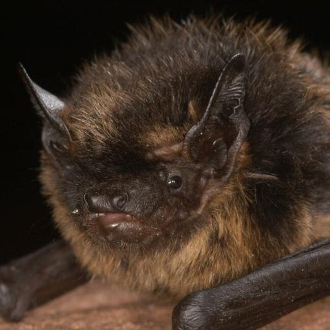 Nordfledermaus © Christian Dietz