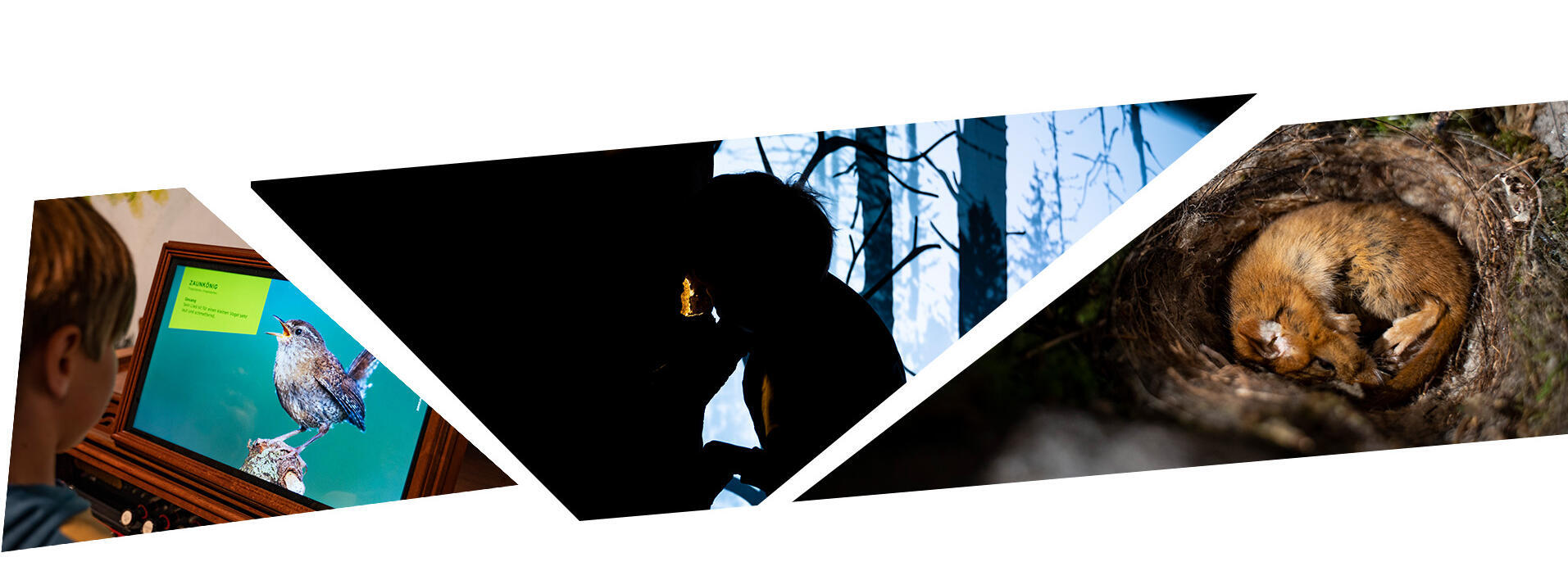 Collage von Eindrücken aus der Dauerausstellung im neuen Nationalparkzentrum