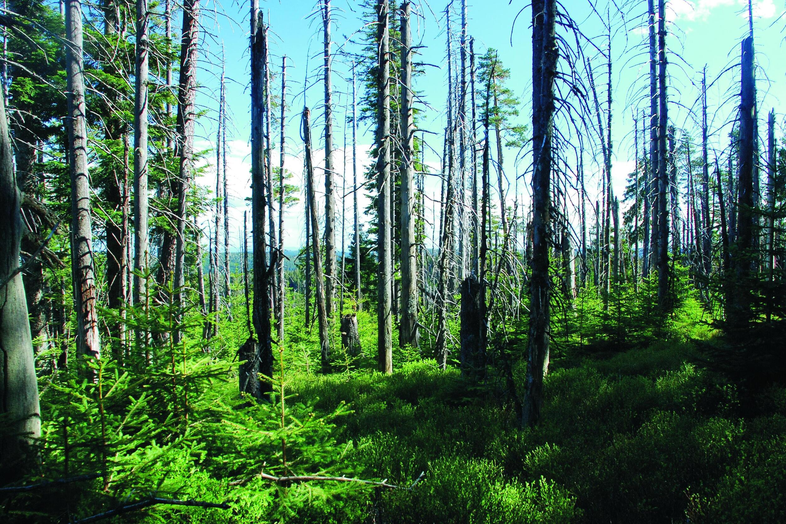 Eine lichte Waldfläche mit abgestorbenen Fichtenstämmen. Der Waldboden ist dicht bewachsen.