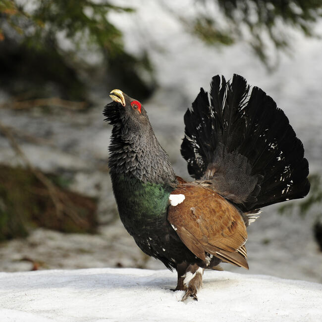 Auerhahn bei der Balz © Luis Scheuermann (Nationalpark Schwarzwald)