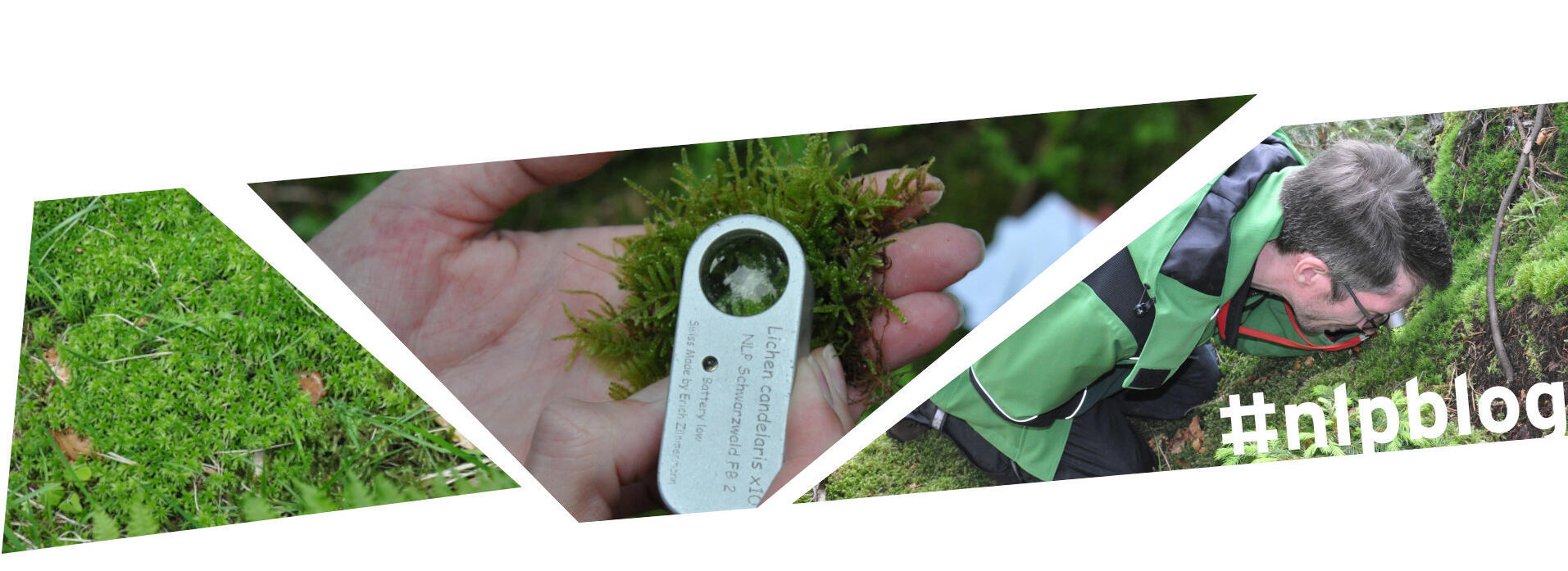 Kollage aus drei Bildern: Moos, Moos in einer Hand unter der Lupe, Forscher schaut sich Moos auf Waldboden durch Lupe an