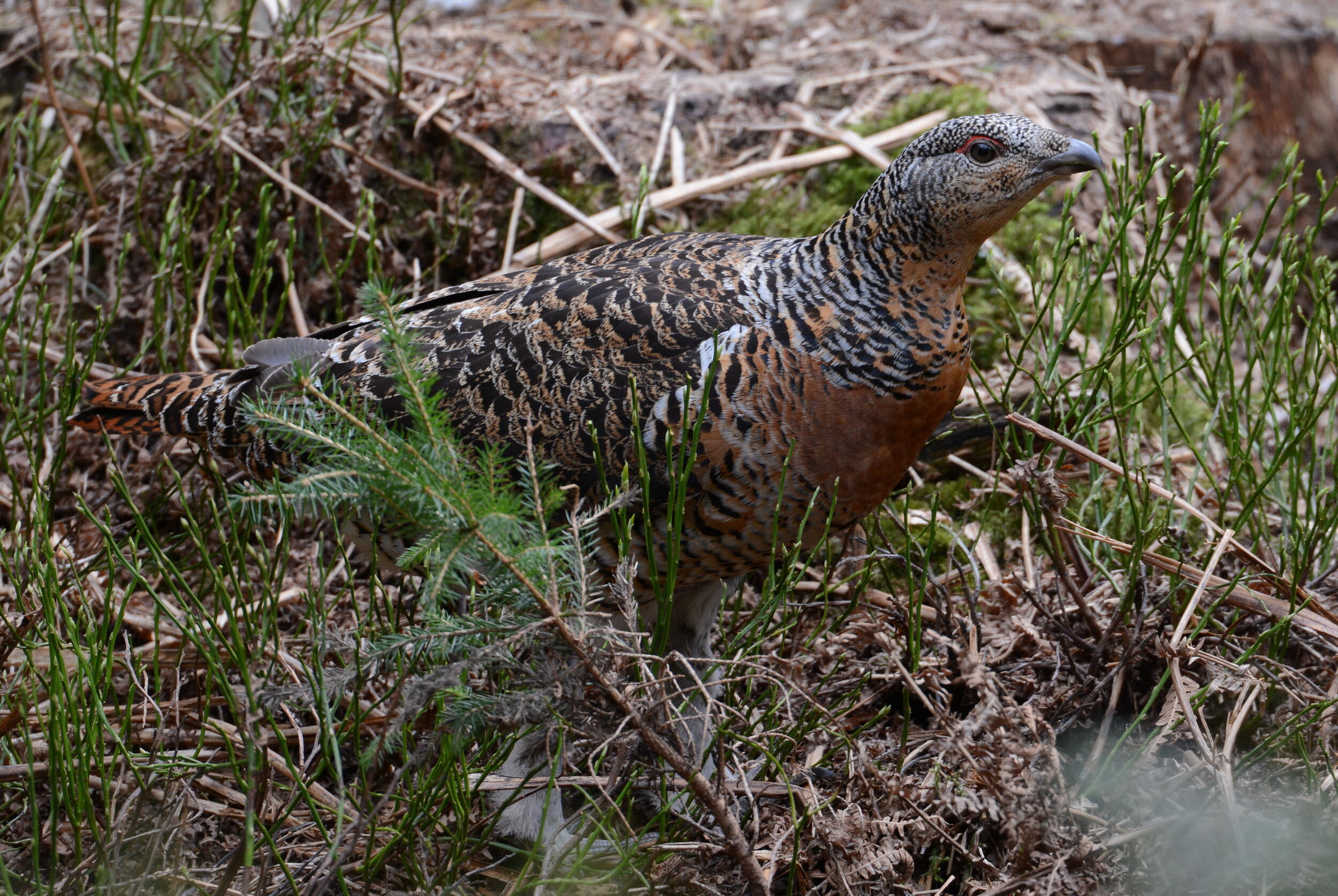 Eine Auerhenne hockt auf dem Waldboden.