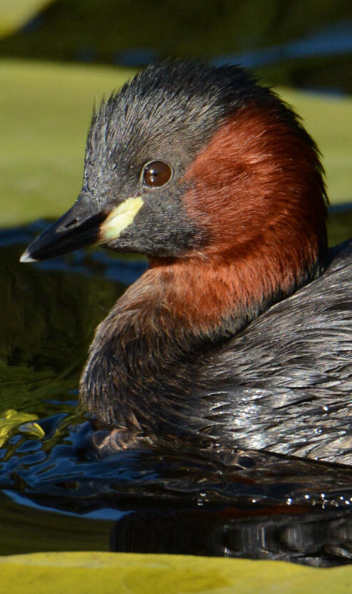 Zwergtaucher © Walter Finkbeiner