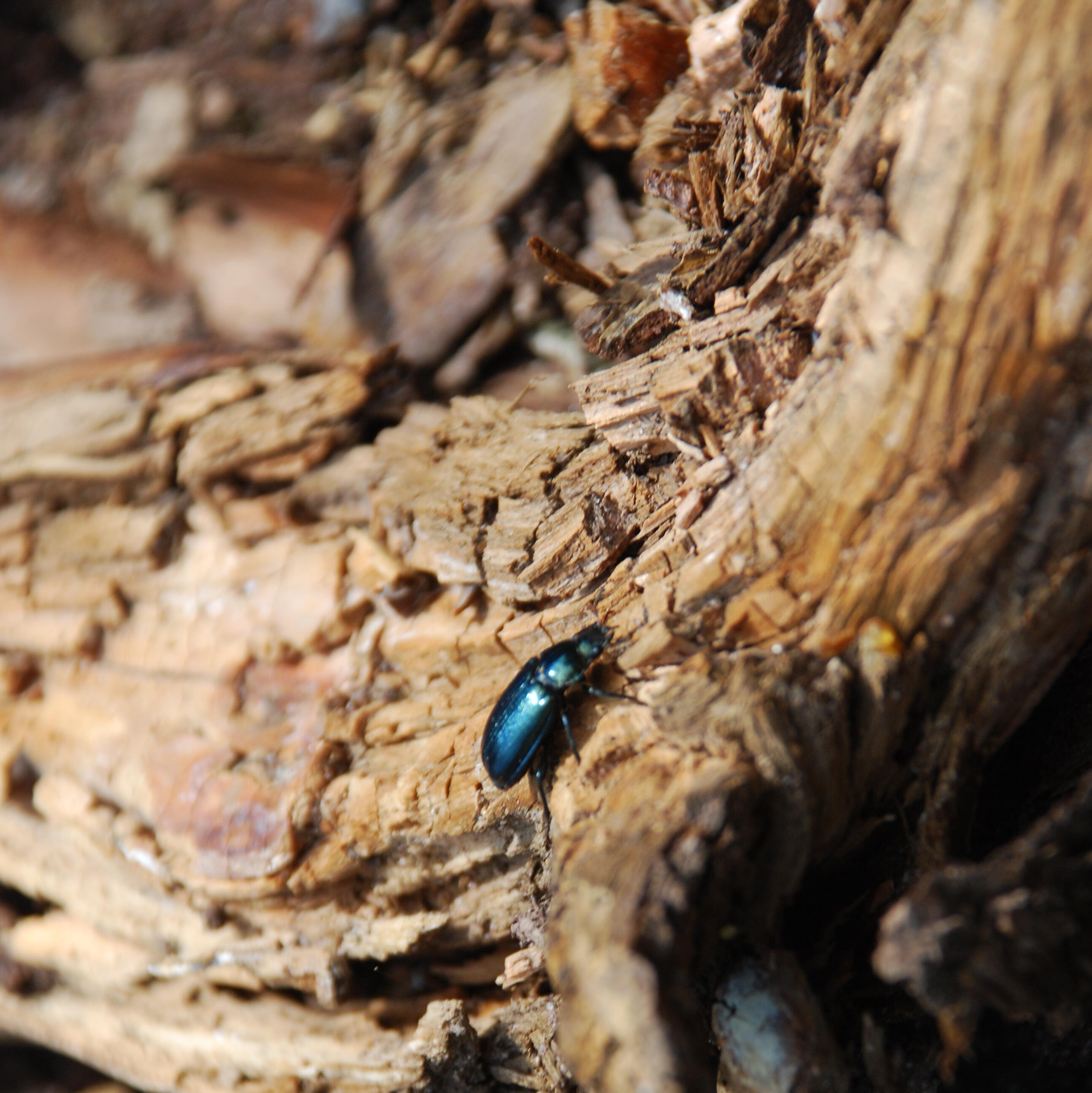 Der Käfer "Kleiner Rehschröter" krabbelt über einen Totholzstamm
