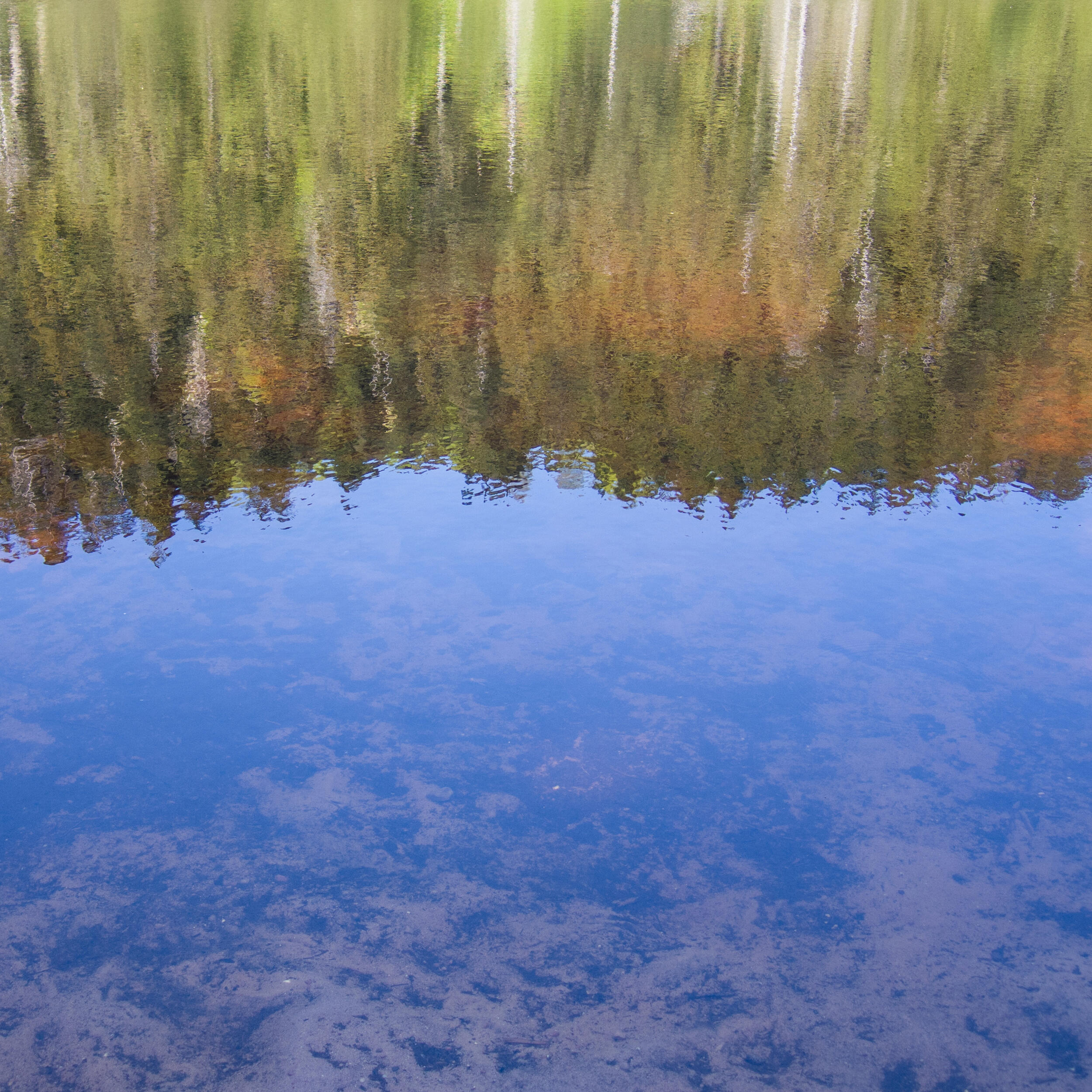 Fotografie der Wasseroberfläche des Wilden Sees, in der sich Bäume spiegeln.