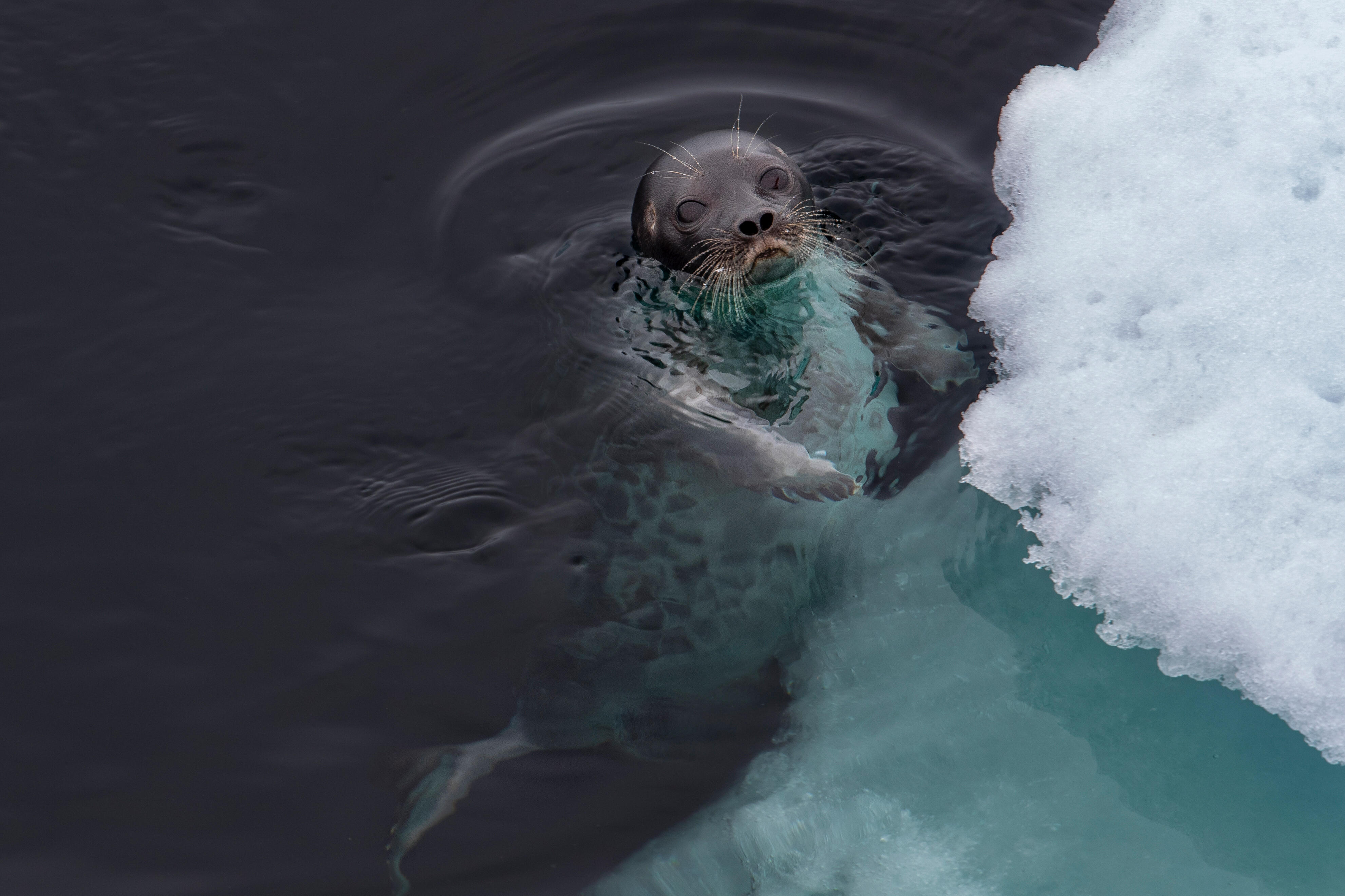 Eine Robbe taucht aus einem eisigen Gewässer auf und blickt mit großen Augen in die Kamera. Ihr nasses Fell glänzt im Licht, während ihre langen, empfindlichen Schnurrhaare sichtbar hervortretten. Das Wasser um sie herum kräuselt sich leicht, und am rechten Bildrand ist eine dicke Eisschicht zu sehen, die das kalte Habitat der Robbe verdeutlicht. Die Atmosphäre wirkt ruhig und natürlich.