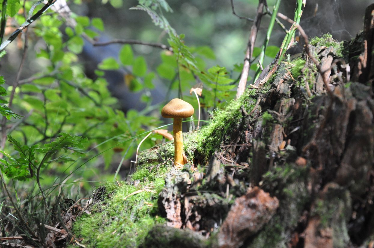 Kleiner Pilz auf einem Baumstamm mit Gestrüpp im Hintergrund. Foto: Nina Blazon