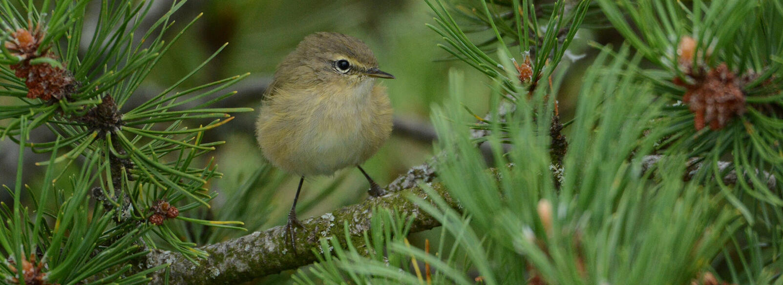 Zilpzalp © WF Nationalpark Schwarzwald