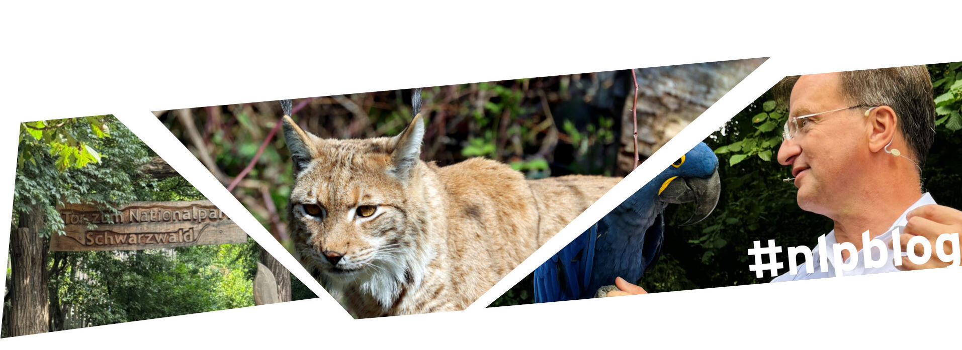 Kollage aus drei Bilder: Ein Tor aus Holz mit der Aufschrift "Tor zum Nationalpark Schwarzwald", Luchs, Matthias Reinschmidt mit Ara auf der Hand